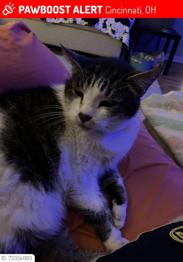 Lost Male Cat last seen Windswept an Seasons, Cincinnati, OH 45251
