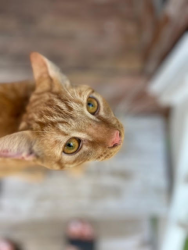 Lost Male Cat last seen Partridge Road SW, Ocean Isle Beach, NC 28469