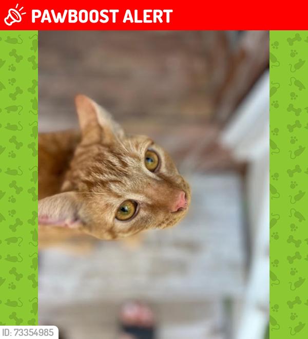 Lost Male Cat last seen Partridge Road SW, Ocean Isle Beach, NC 28469