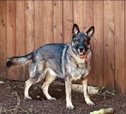 Reunited Male Dog last seen Business 1187 & Park Meadows, Crowley, TX 76036
