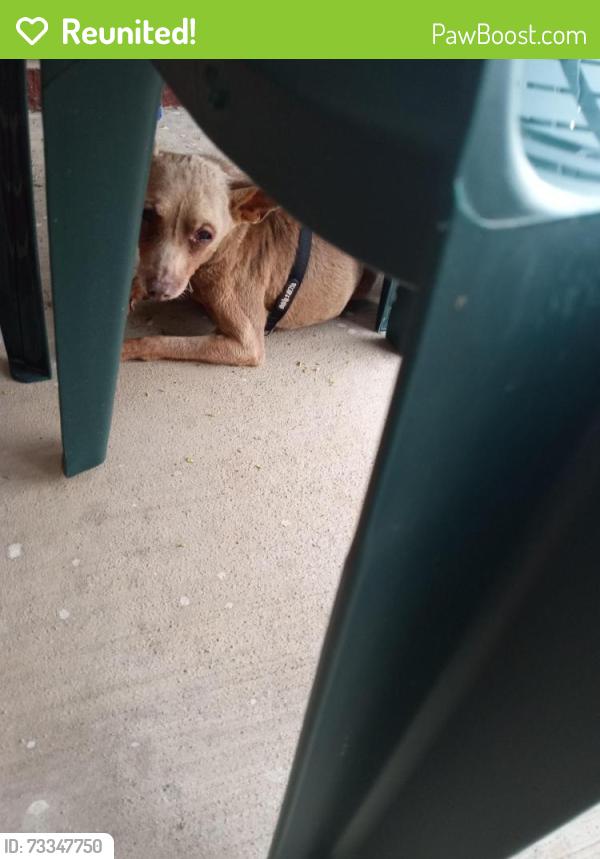 Reunited Male Dog last seen Old Greensboro Rd, Winston-Salem, NC 27101