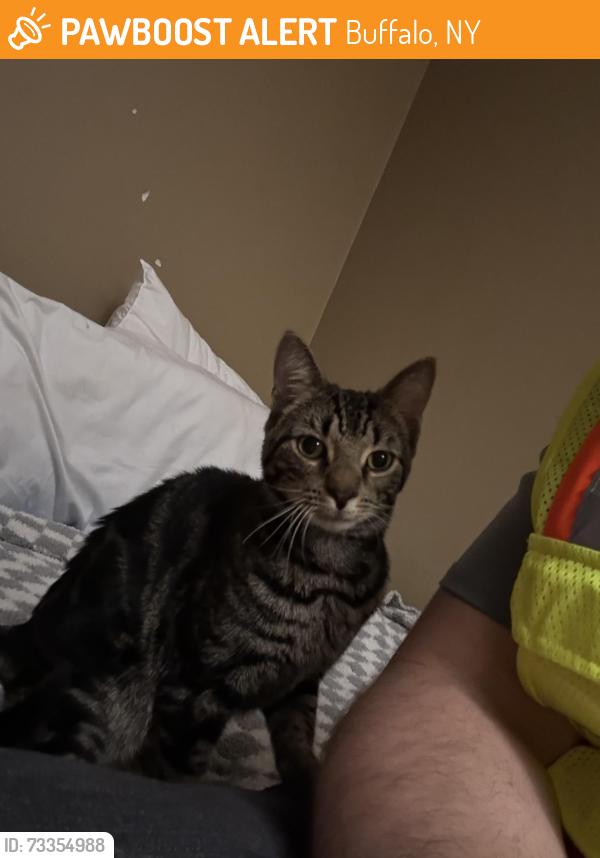 Found/Stray Male Cat last seen Sweet Home Road, Buffalo, NY 14226