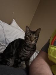 Found/Stray Male Cat last seen Sweet Home Road, Buffalo, NY 14226