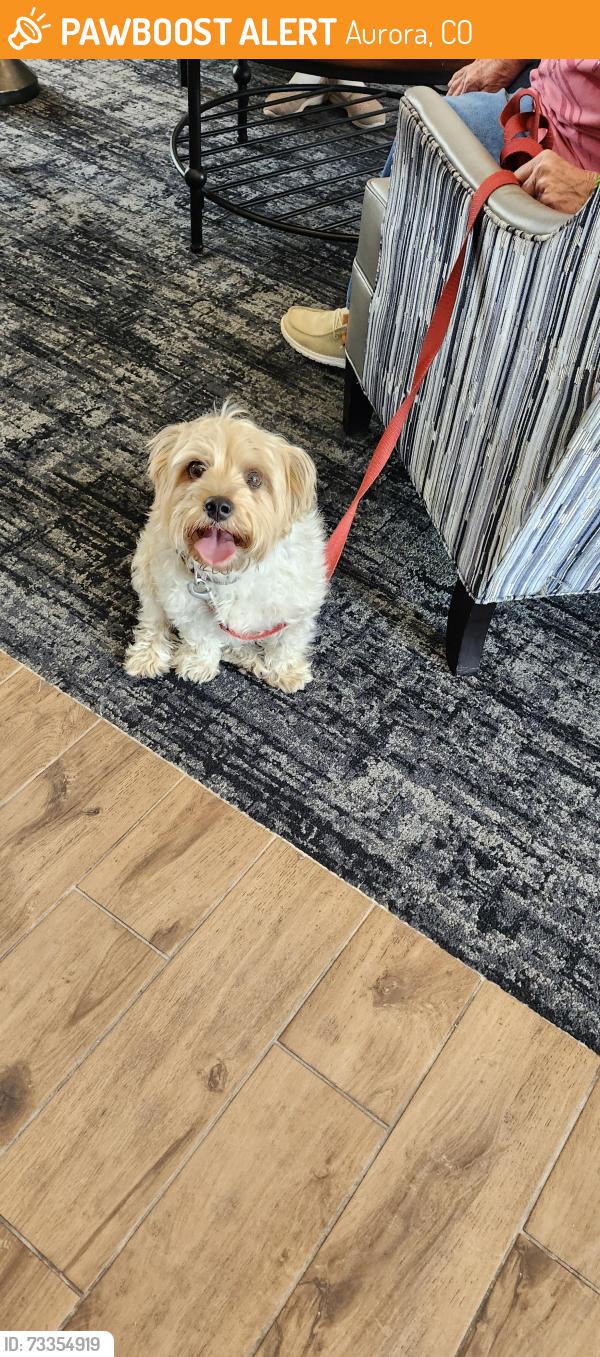 Found/Stray Female Dog last seen Parker Road and Fair Place..Centennial Crossings Apts., Aurora, CO 80016
