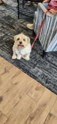 Found/Stray Female Dog last seen Parker Road and Fair Place..Centennial Crossings Apts., Aurora, CO 80016