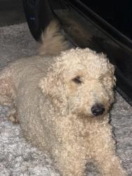Found/Stray Female Dog last seen North Salt Lake, North Salt Lake, UT 84010