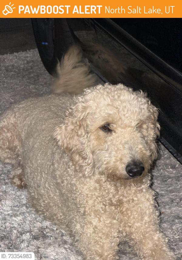 Found/Stray Female Dog last seen North Salt Lake, North Salt Lake, UT 84010