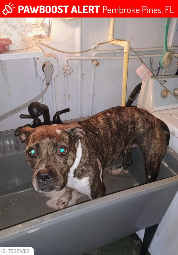 Lost Female Dog last seen Taft St, Pembroke Pines, FL 33024