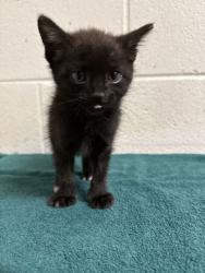 Shelter Stray Female Cat last seen Third creek rd, Knox County GP, TN, 3201 Division St, Knoxville, TN 37919, USA