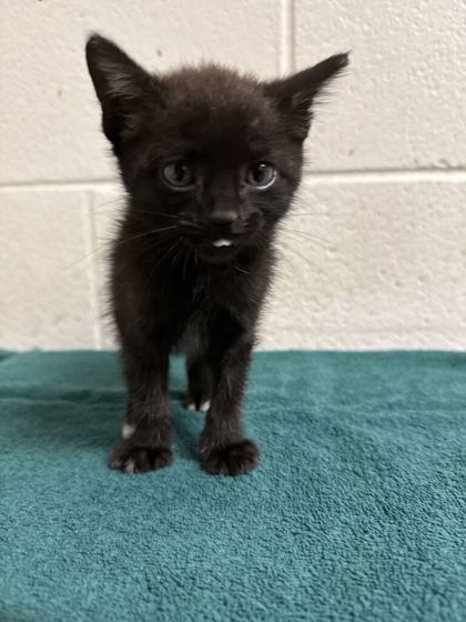 Shelter Stray Female Cat last seen Third creek rd, Knox County GP, TN, 3201 Division St, Knoxville, TN 37919, USA