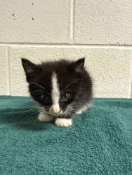 Shelter Stray Female Cat last seen Third creek rd, Knox County GP, TN, 3201 Division St, Knoxville, TN 37919, USA