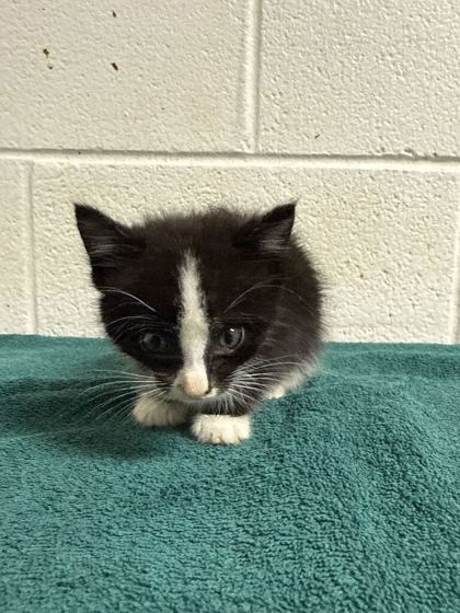 Shelter Stray Female Cat last seen Third creek rd, Knox County GP, TN, 3201 Division St, Knoxville, TN 37919, USA