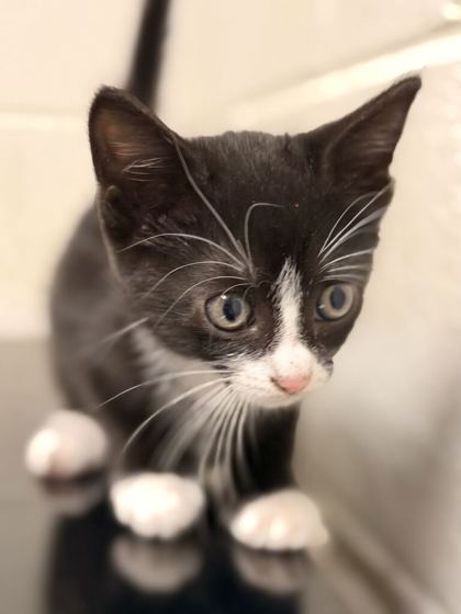 Shelter Stray Female Cat last seen Near East Glenwood Ave, Knox County GP, TN, 3201 Division St, Knoxville, TN 37919, USA