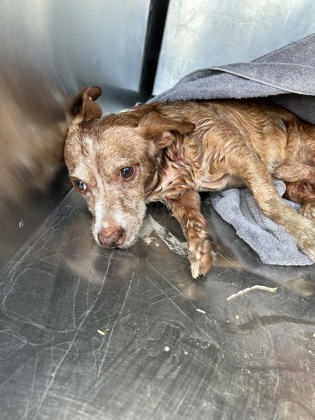 Shelter Stray Male Dog last seen Near Willow Hill Dr, South District, TX, 355 Hillshire Dr, Haslet, TX 76052, USA