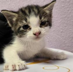Shelter Stray Male Cat last seen Near MESA SILVER, COUNTY of El Paso, TX, 5001 Fred Wilson Ave, El Paso, TX 79906, USA