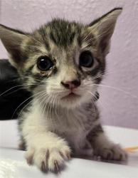 Shelter Stray Female Cat last seen Near MESA SILVER, COUNTY of El Paso, TX, 5001 Fred Wilson Ave, El Paso, TX 79906, USA