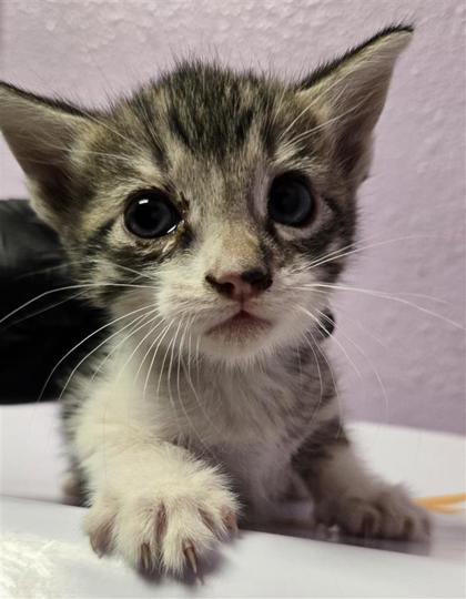 Shelter Stray Female Cat last seen Near MESA SILVER, COUNTY of El Paso, TX, 5001 Fred Wilson Ave, El Paso, TX 79906, USA