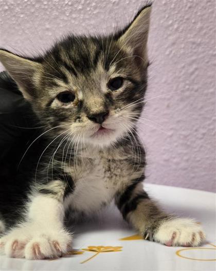 Shelter Stray Male Cat last seen Near MESA SILVER, COUNTY of El Paso, TX, 5001 Fred Wilson Ave, El Paso, TX 79906, USA