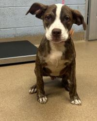 Shelter Stray Male Dog last seen Near Rockbridge Rd, Stone Mountain, GA 30087, 30087, GA, 3280 Chamblee Dunwoody Rd, Chamblee, GA 30341, USA