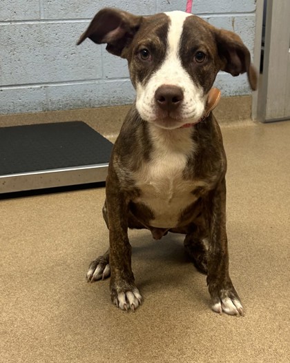 Shelter Stray Male Dog last seen Near Rockbridge Rd, Stone Mountain, GA 30087, 30087, GA, 3280 Chamblee Dunwoody Rd, Chamblee, GA 30341, USA