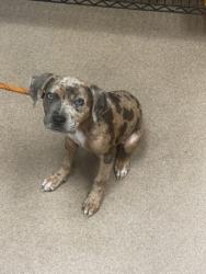 Shelter Stray Female Dog last seen Near Eagle Row, Atlanta, GA 30322, 30322, GA, 3280 Chamblee Dunwoody Rd, Chamblee, GA 30341, USA