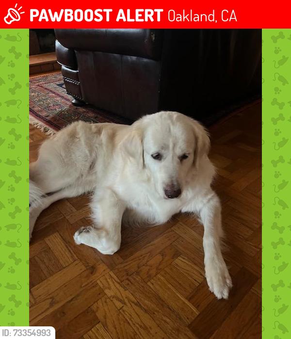 Lost Male Dog last seen High st and Tompkins Ave, Oakland, CA 94619