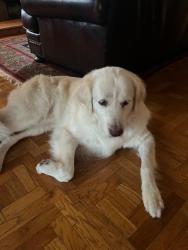 Lost Male Dog last seen High st and Tompkins Ave, Oakland, CA 94619