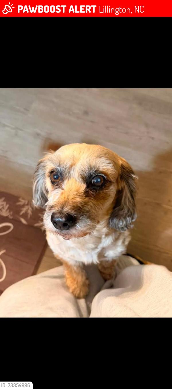 Lost Female Dog last seen Lillington, Lillington, NC 27546