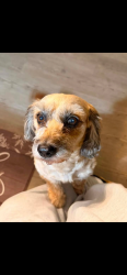 Lost Female Dog last seen Lillington, Lillington, NC 27546