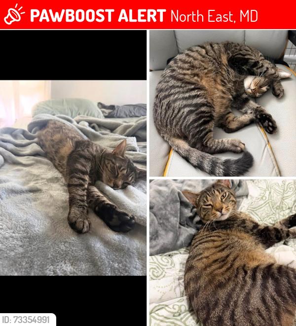 Lost Male Cat last seen Jetty Frog / Elk Neck State Park, North East, MD 21901