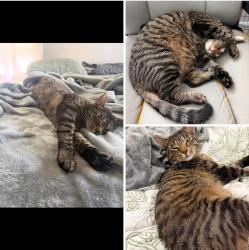 Lost Male Cat last seen Jetty Frog / Elk Neck State Park, North East, MD 21901