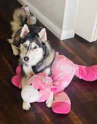 Reunited Female Dog last seen Maryland and 83 Ave, Glendale, AZ 85301
