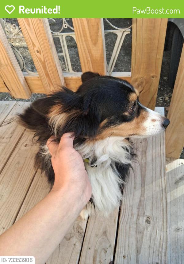 Reunited Male Dog last seen Weeks Rd, Cleburne, TX 76031
