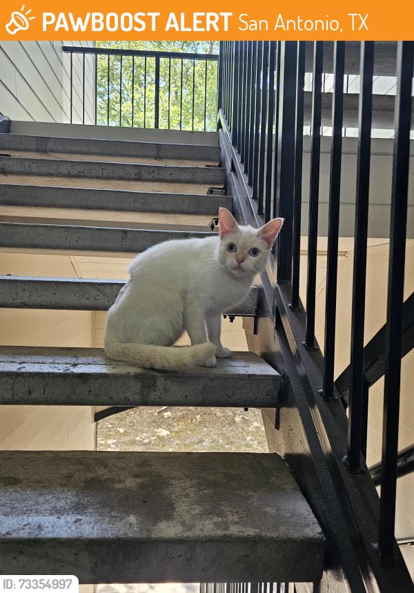 Found/Stray Unknown Cat last seen At apmt vara Westover Hills building 17, San Antonio, TX 78251