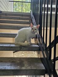 Found/Stray Unknown Cat last seen At apmt vara Westover Hills building 17, San Antonio, TX 78251