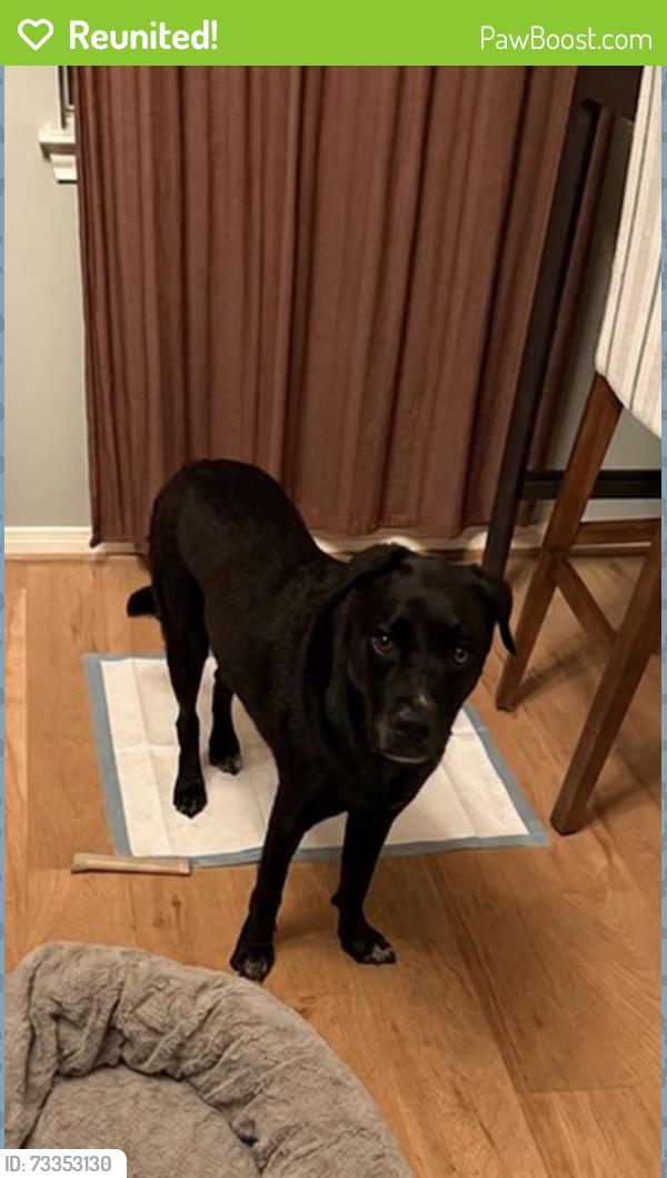 Reunited Male Dog last seen Van Buren St and W Dallas St (near Katami), Houston, TX 77019