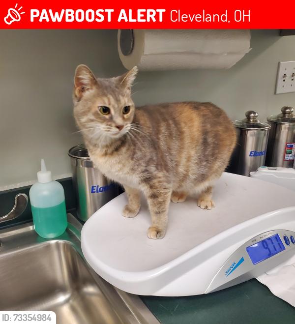 Lost Female Cat last seen W. 129th between Lorain & Belden, Cleveland, OH 44111