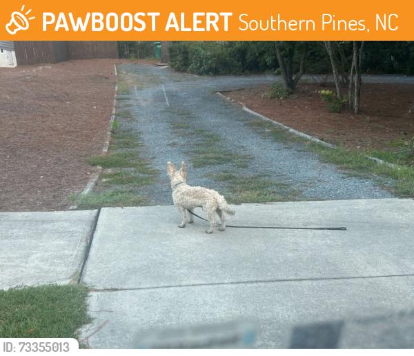 Found/Stray Unknown Dog last seen Hwy 15-501, Southern Pines, NC 28387