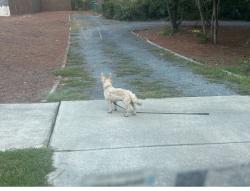 Found/Stray Unknown Dog last seen Hwy 15-501, Southern Pines, NC 28387