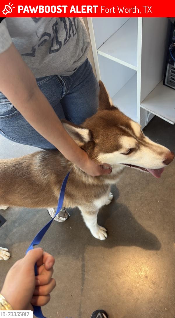 Lost Male Dog last seen Near willing avenue, Fort Worth, TX 76110