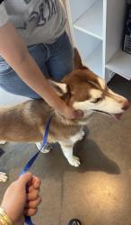 Lost Male Dog last seen Near willing avenue, Fort Worth, TX 76110