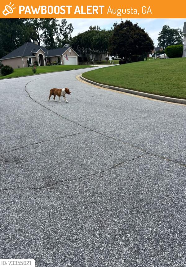 Found/Stray Male Dog last seen S old belair rd/ milhaven rd, Augusta, GA 30907