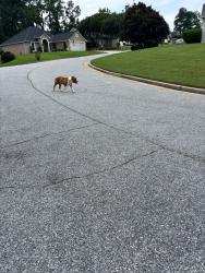 Found/Stray Male Dog last seen S old belair rd/ milhaven rd, Augusta, GA 30907