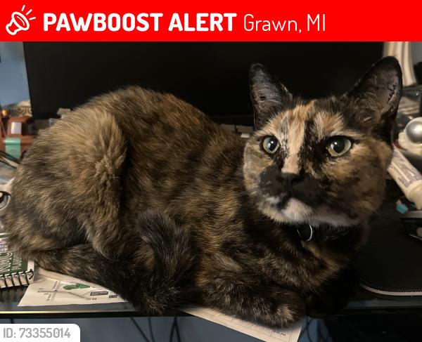 Lost Female Cat last seen Walter Drive and Lois Avenue, Grawn, MI 49637