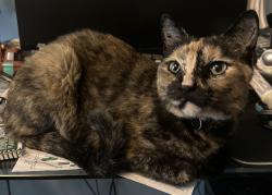 Lost Female Cat last seen Walter Drive and Lois Avenue, Grawn, MI 49637