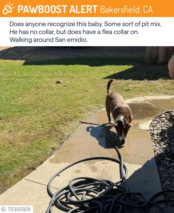 Found/Stray Male Dog last seen By william penn elementary, Bakersfield, CA 93304