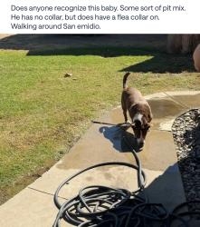 Found/Stray Male Dog last seen By william penn elementary, Bakersfield, CA 93304