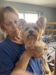 Found/Stray Female Dog last seen Glade and Bay Dr., Spring Hill, FL 34606