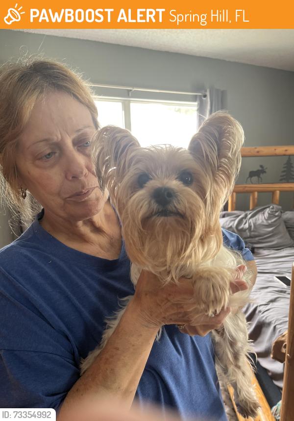 Found/Stray Female Dog last seen Glade and Bay Dr., Spring Hill, FL 34606