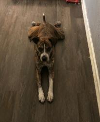 Reunited Male Dog last seen Loyola Street in Kenner, LA, Kenner, LA 70065